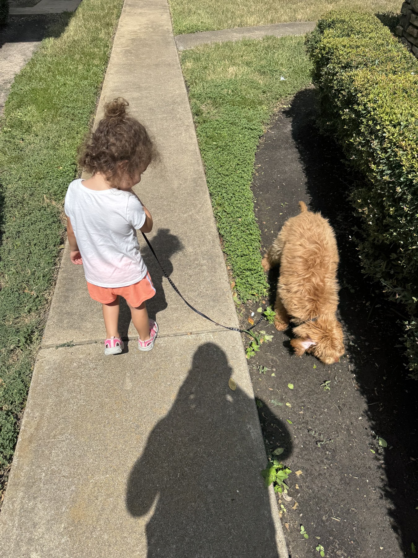 Skye walking friendly puppy Lupe on a leash